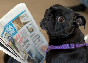 dog-puppy-newspaper-flickr-steve-eng